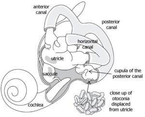 inner ear anatomy graphic only