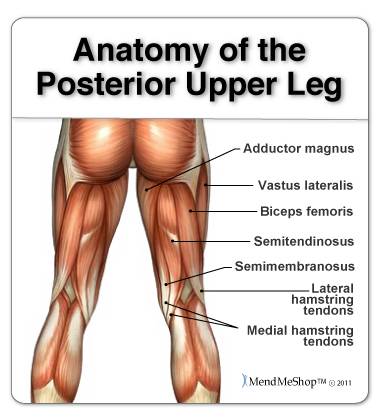 anatomy of the posterior upper leg hamstrings