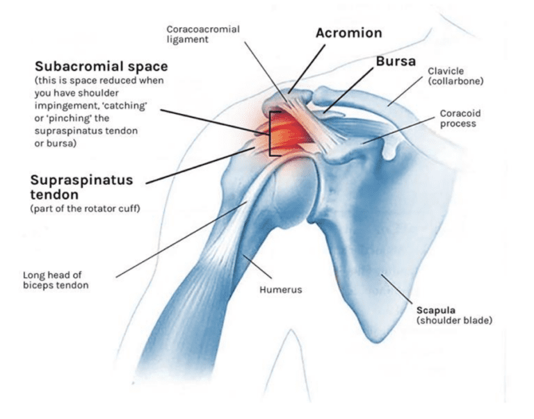 Parts of the Shoulder