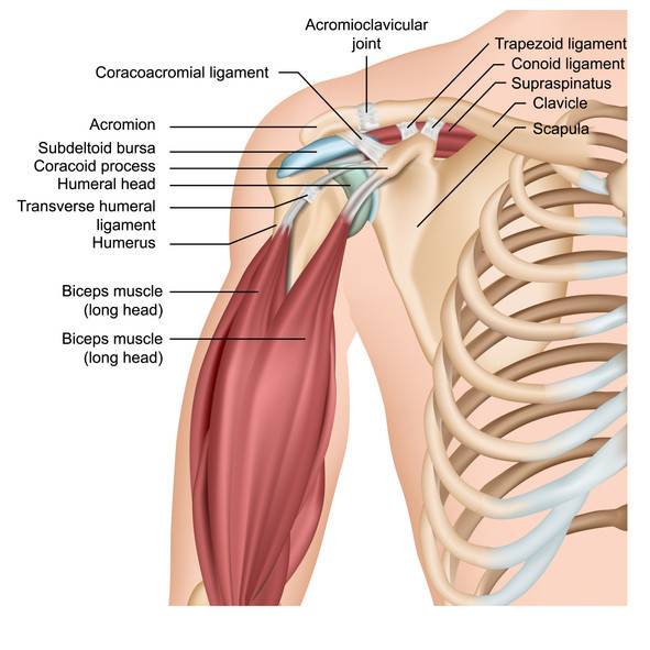 Collarbone Injuries! - Fighting Fit Physiotherapy Nerang Gold Coast